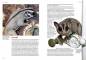 Preview: Der Sugar Glider